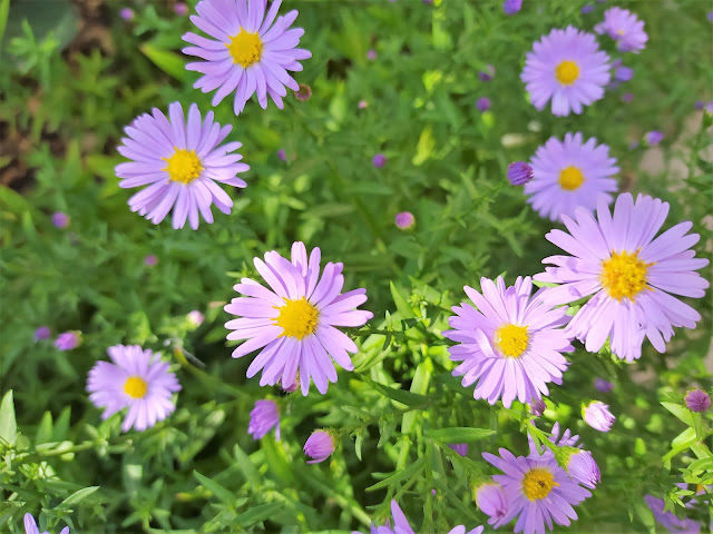 Centaurea (Centaurea dealbata Willd.).