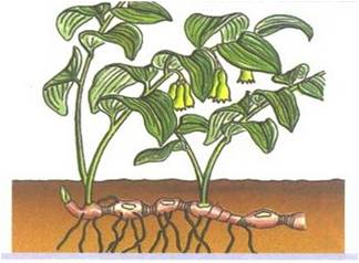 Biologia: Reproducción Vegetativa