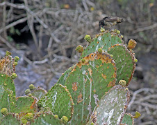 Prickly Pear Cactus (Opuntia Cactaceae)