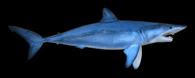 Mako shark