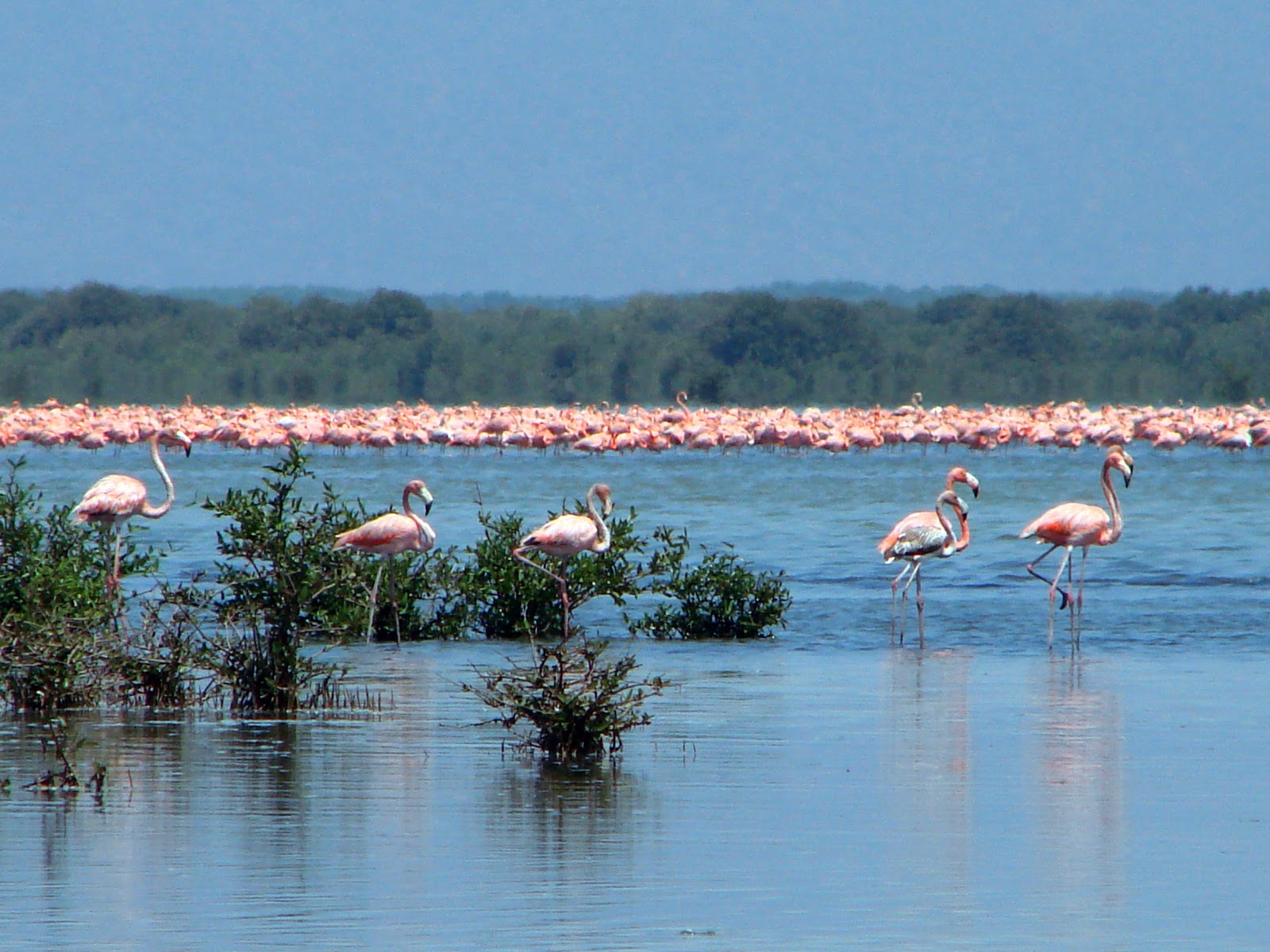 El PeriEco (Periodismo y Derecho Ecologista) LA