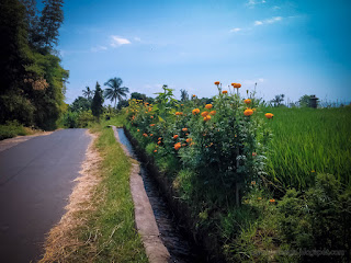 Agricultural Land With Marigold On The Edge Of The Rice Field Irrigation Channel And Road Ringdikit North Bali Indonesia
