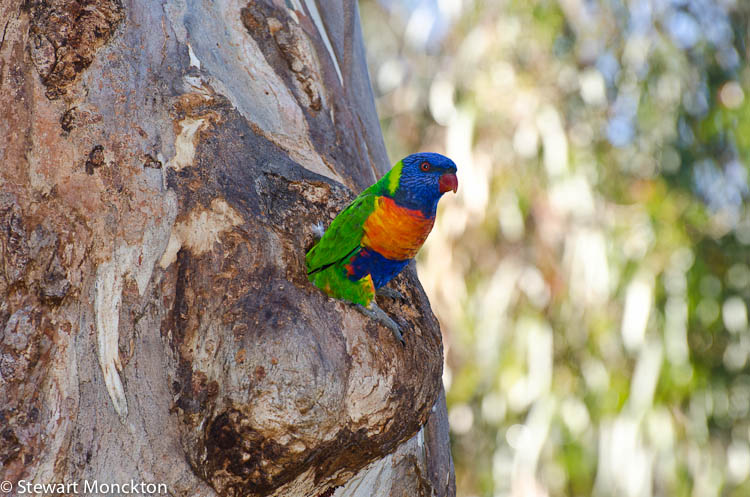 wildbird rainbow lorikeet
