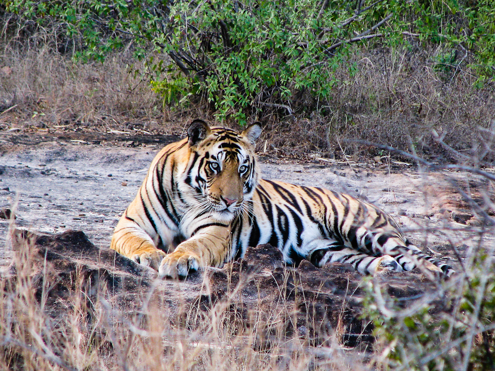 En Busca Del Tigre De Bengala India En Busca Del Tigre De Bengala India