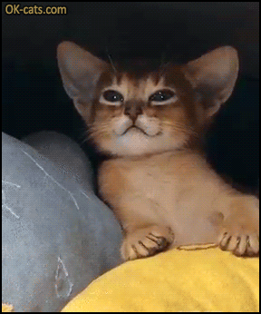Funny Cat GIF • ”Throw me dad!” Funny playful cat loves sliding on wood floor again and again! [ok-cats.com]