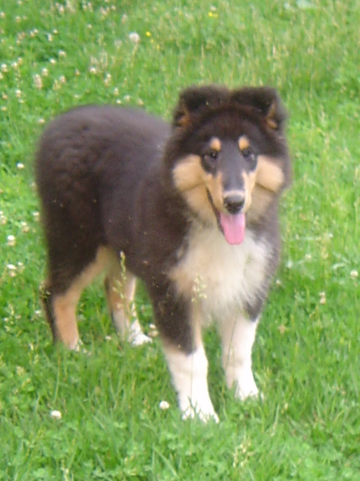 Musings from Fairlight Farm Collie Puppies At 14 Weeks!