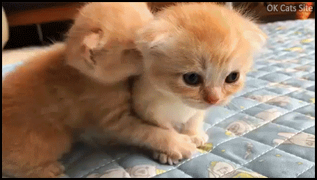 Funny Cat GIF • Cute Kitty fight ♥ The walking Kitten attack. “C'mon, Finish him!“