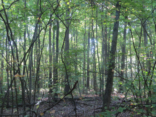 Maumee State Forest
