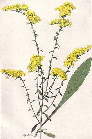 The Maligned Goldenrod and The Lessons of Nature