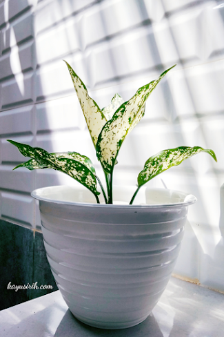 Aglaonema, Tanaman Penyerap Polutan