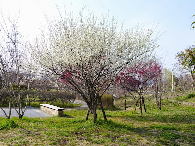 山田池公園の梅