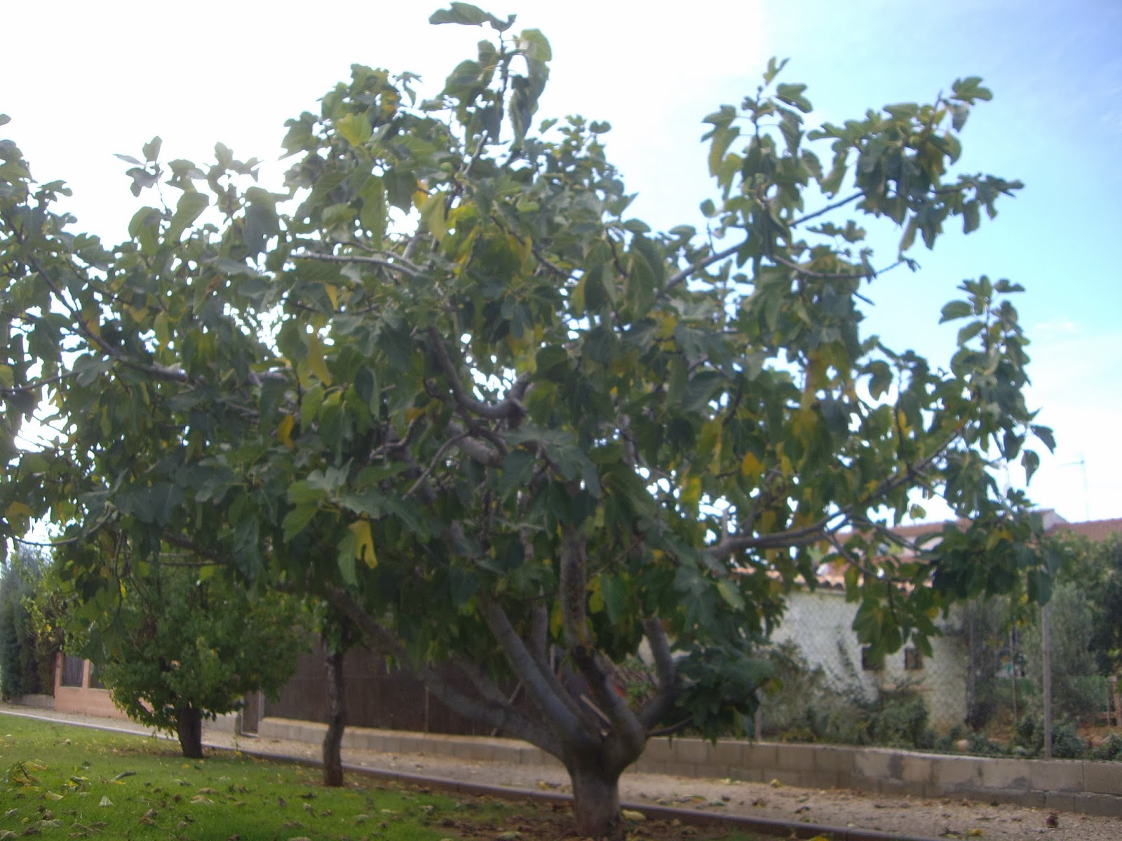 La Mar de VeRde: FICUS CARICA O HIGUERA