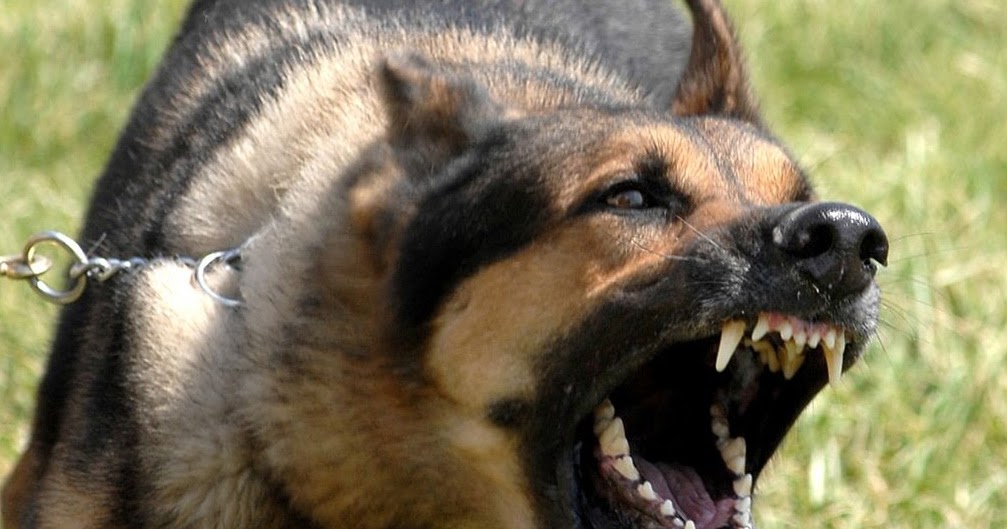 Mimpi Anjing Hitam Gigit / Arti mimpi anjing secara