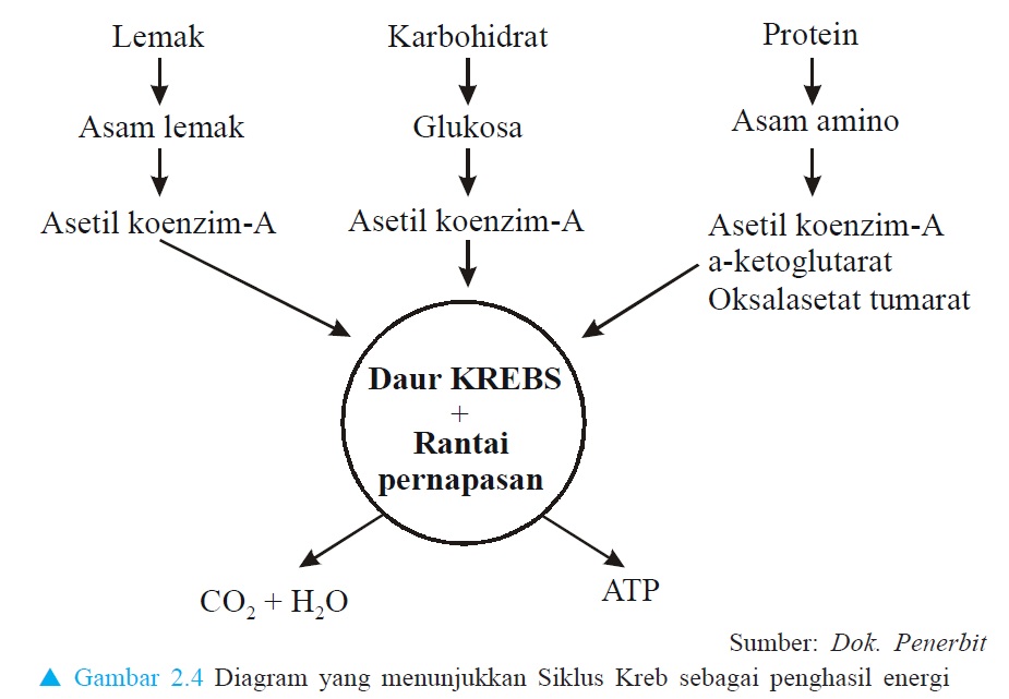 BIOLOGI GONZAGA SINTESA LEMAK