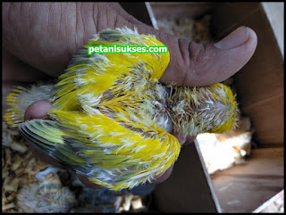 anakan lovebird memuntahkan makanannya anakan lovebird memuntahkan makanannya