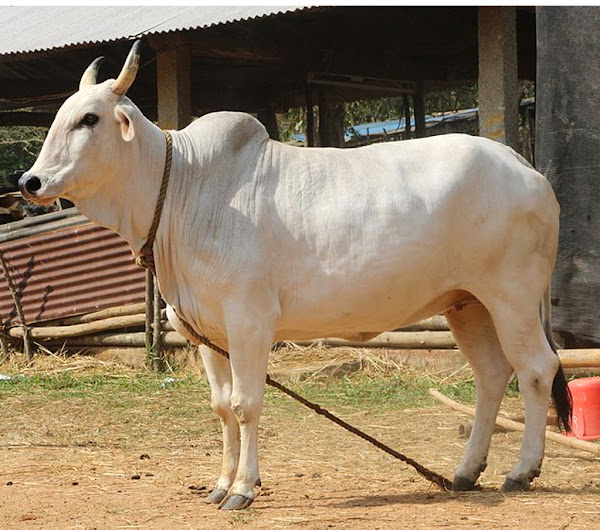 gangatiri cattle, about gangatiri cattle, gangatiri cattle breed, gangatiri cattle breed info, gangatiri cattle breed facts, gangatiri cattle care, caring gangatiri cattle, gangatiri cattle color, gangatiri cattle characteristics, gangatiri cattle facts, gangatiri cattle for milk, gangatiri cattle for draught, gangatiri cattle history, gangatiri cattle horns, gangatiri cattle info, gangatiri cattle images, gangatiri cattle milk, gangatiri cattle origin, gangatiri cattle photos, gangatiri cattle pictures, gangatiri cattle rarity, raising gangatiri cattle, gangatiri cattle rearing, gangatiri cattle size, gangatiri cattle temperament, gangatiri cattle uses, gangatiri cattle weight