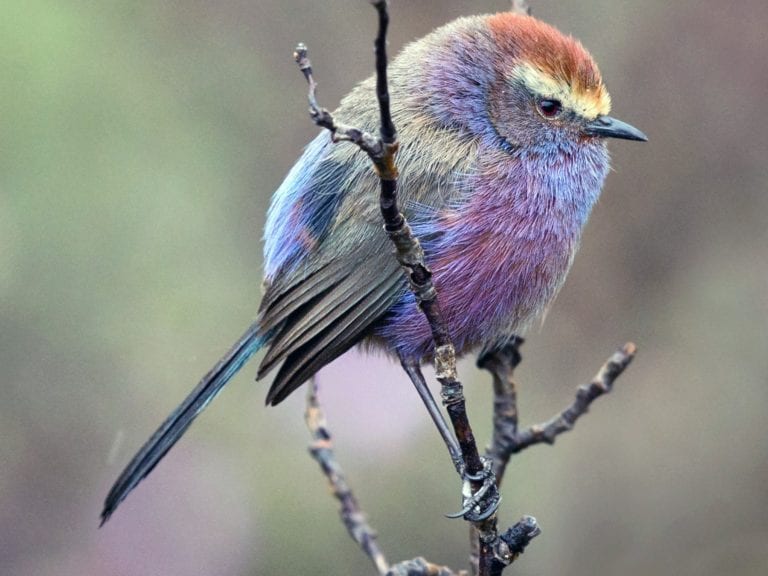 Los colores de esta hermosa ave son tan fascinantes que la gente piensa que no es real Los colores de esta hermosa ave son tan fascinantes que la gente piensa que no es real