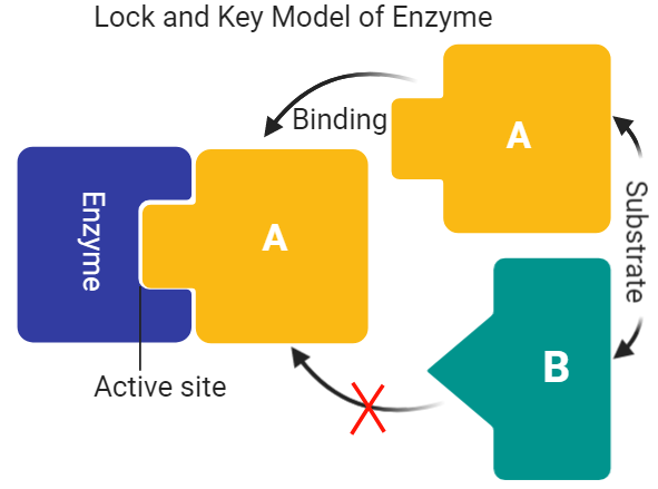 Lock and Key Model | Key Points and Limitations