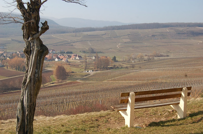 Alsacian vineyard landscape