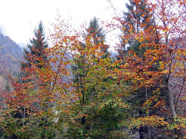 sentiero natura val canzoi lago della stua