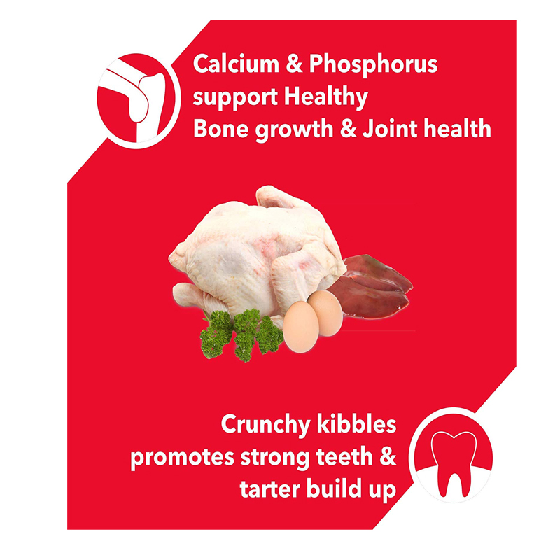 The Best Food To Feed Your Dog in 2021