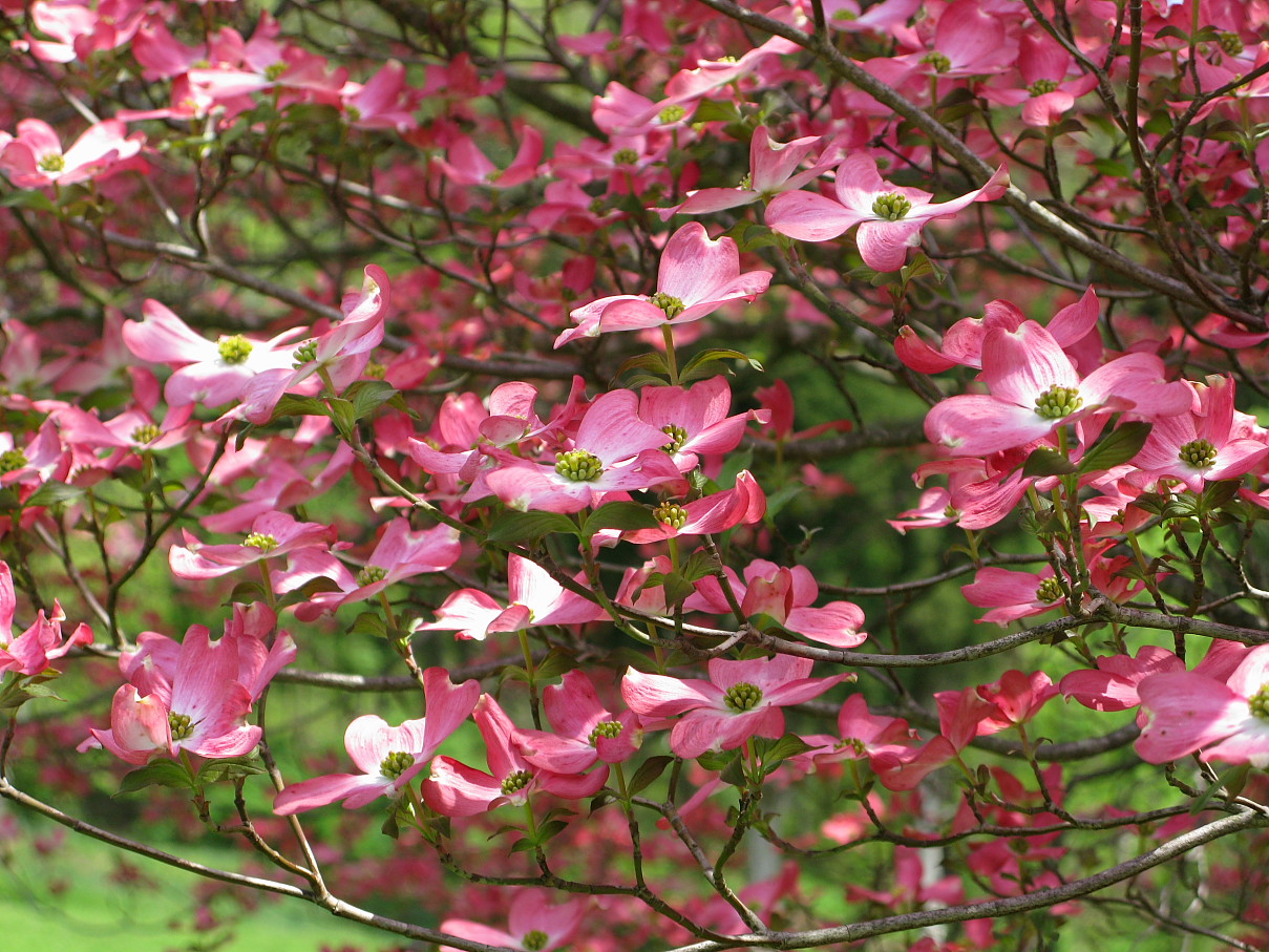 World Flowers  Flowers and Trees