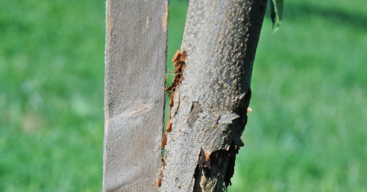 Northern Pecans Squirrels feeding on young tree bark