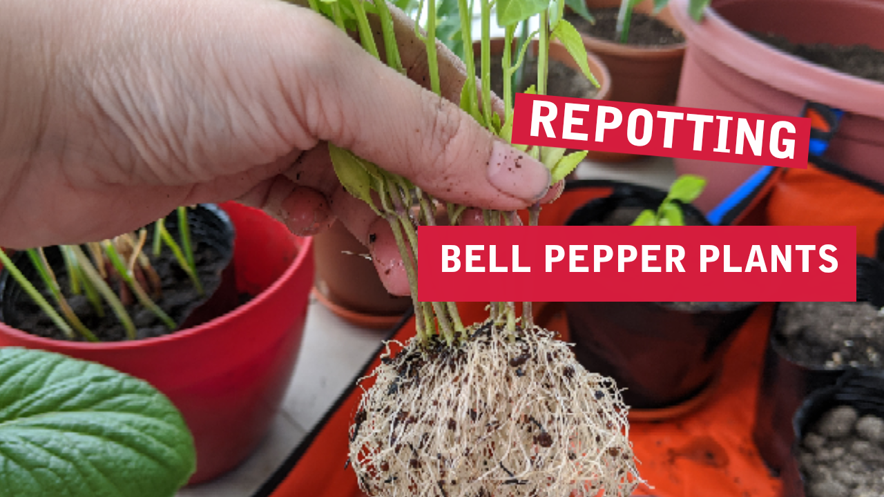 Untangling Roots Before RePotting Bell Pepper Plants The Balcony Farmer