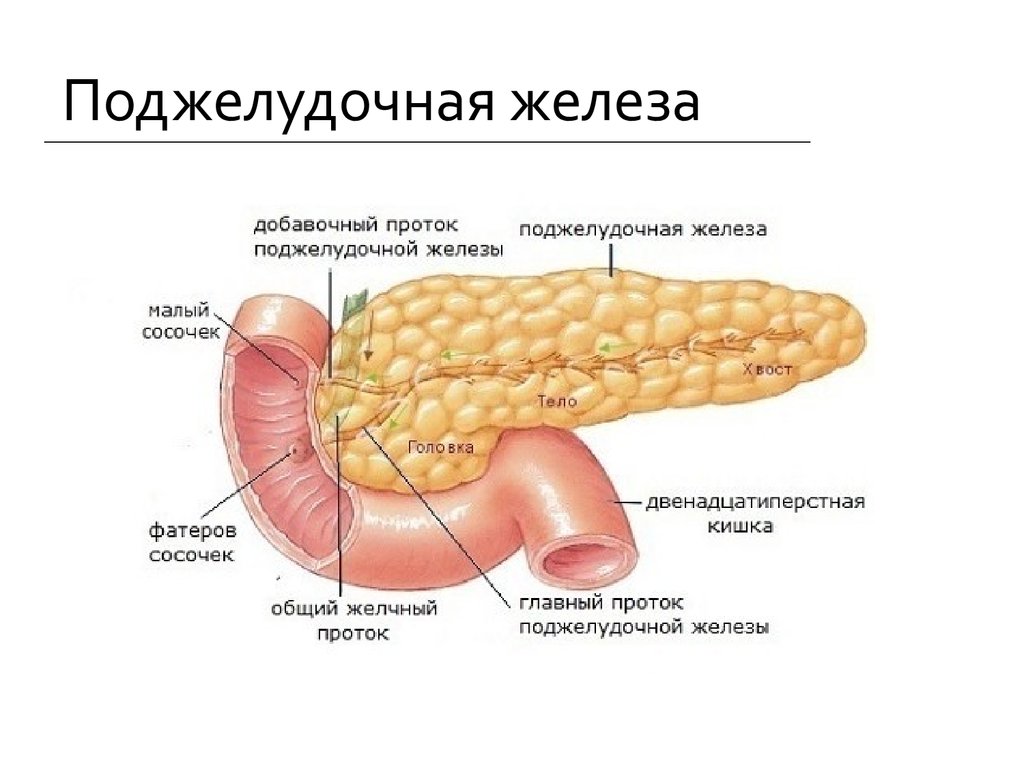Покажи картинку поджелудочной железы. Отделы поджелудочной железы анатомия. Анатомическое строение поджелудочной железы. Структура строение поджелудочной железы. Строение поджелудочной железы человека анатомия.