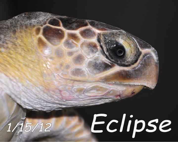 Sea Turtle Hospital: Sea turtles take to the skies!