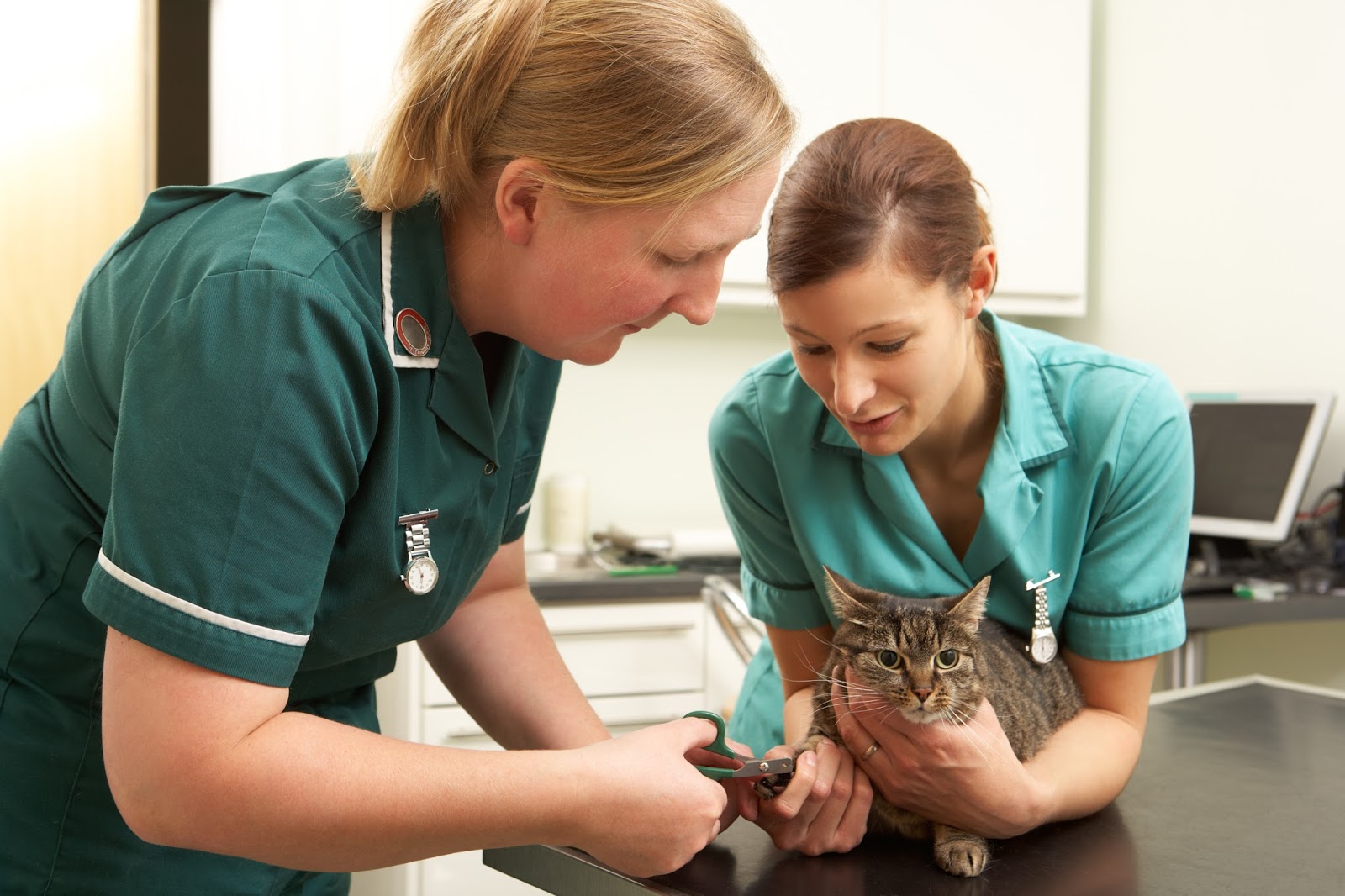 vet nurse home visit