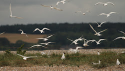 birds distance marsh wilde were egrets gracefully banks posing