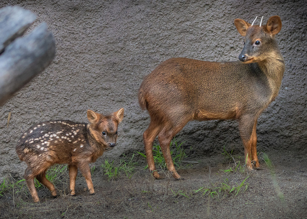 Pudu facts, smallest deer of the world, behavior & adaptations