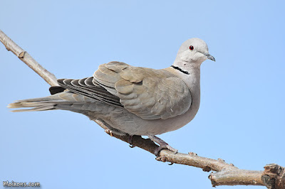 Tórtora turca (Streptopelia decaocto)