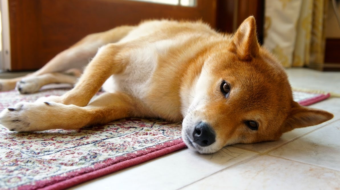 Yusuke Japan Blog Shibainu One of the most popular dog in Japan.