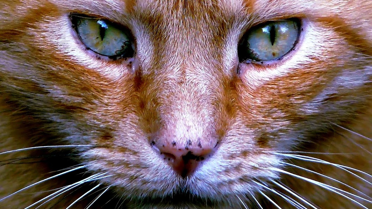 Звук кошки зовущей