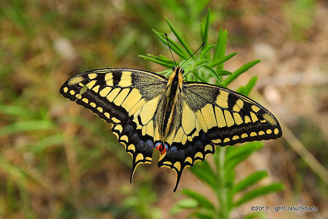 Tiger swallowtail butterfly close-up