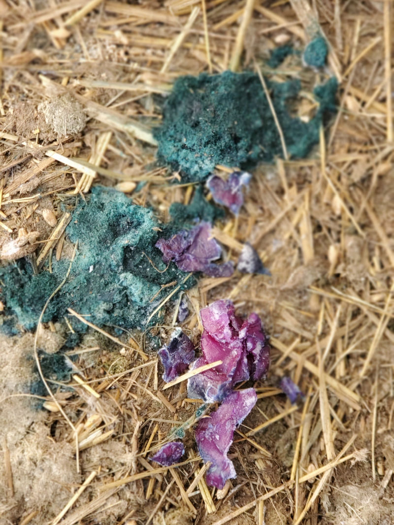 What Do Normal Chicken Droppings Look Like? Fresh Eggs Daily® with