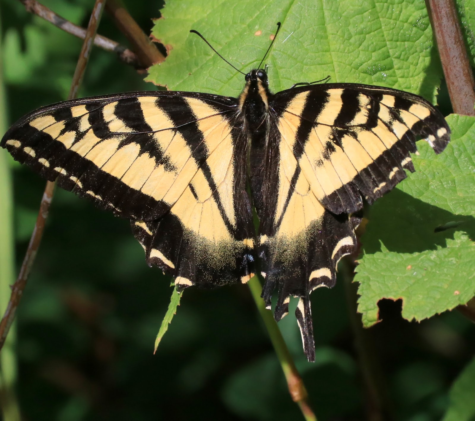 PhotoTonyG Yellow TigerTail