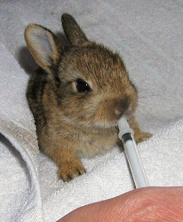 rabbit nest abandoned wild encounters wildlife rabbits humans animals