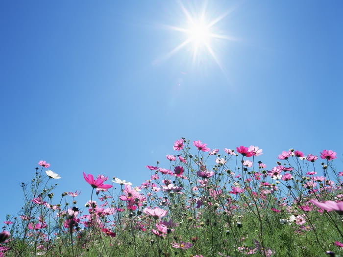 14 Beautiful Flower And Sky Photos ~ Alpin Funny Picture!!