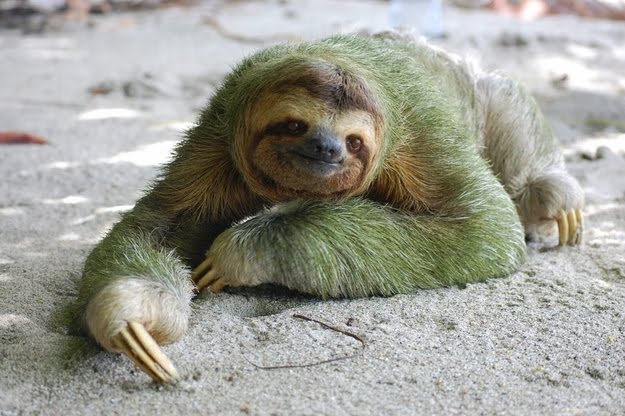 8 oddly colored creatures, amazing creatures, Green Sloths