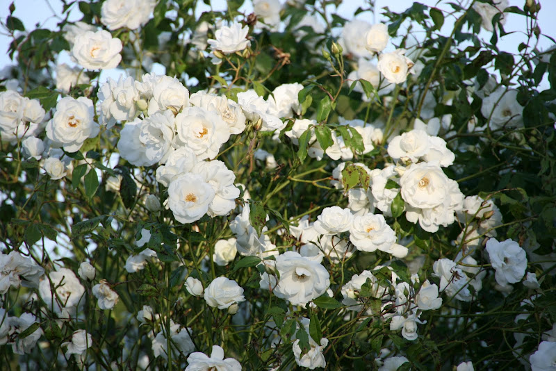 vignette design: Cabbage Roses