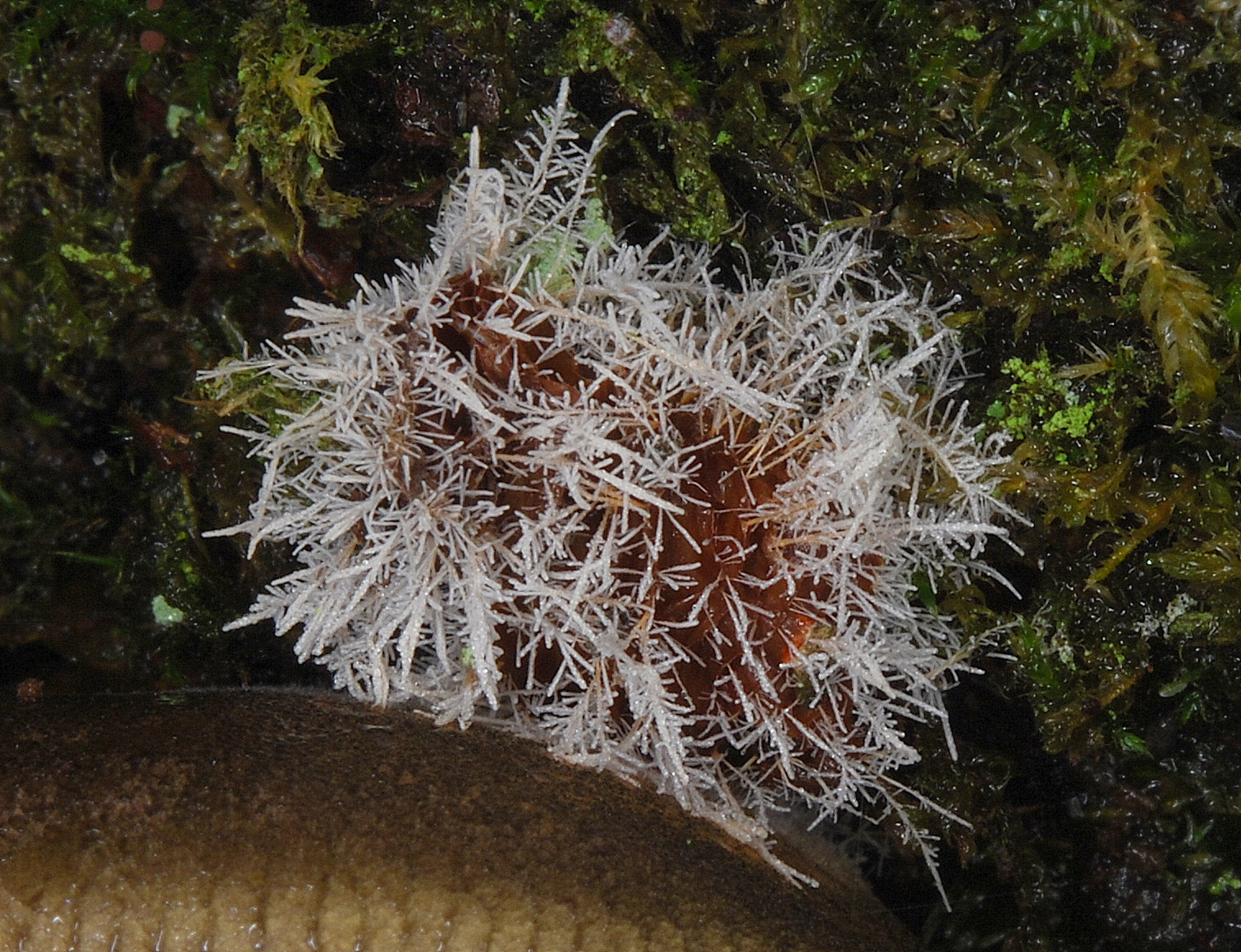 East Wildlife Cold Case Fungus