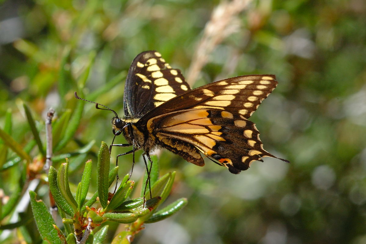 Anise Swallowtail ~ Butterfly of The Earth