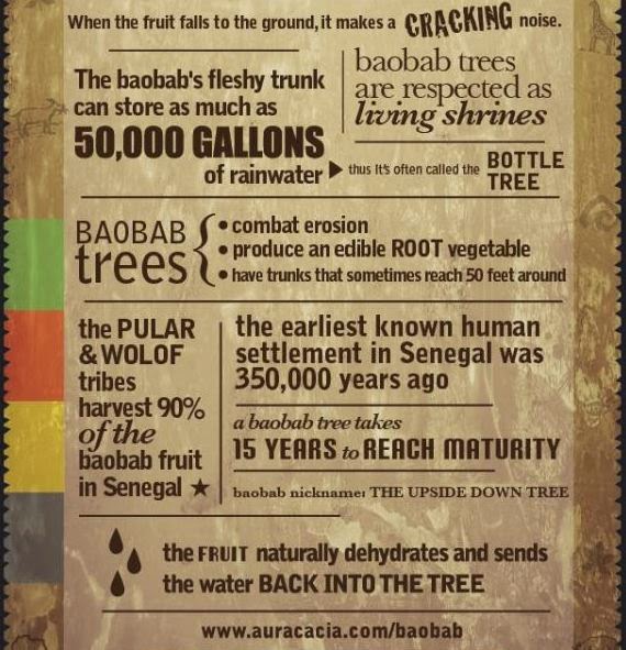 Baobab: Africa's mystical tree of life (Infographic)