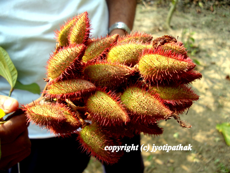 Taste of Nepal Sindur Tree of Nepal (सिन्दुर को रुख) Sindure
