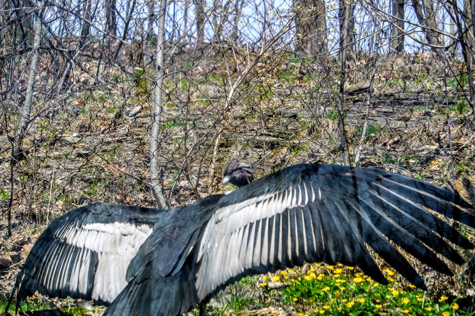 Turkey Vulture / /Andean Condor At The Akron Zoo
