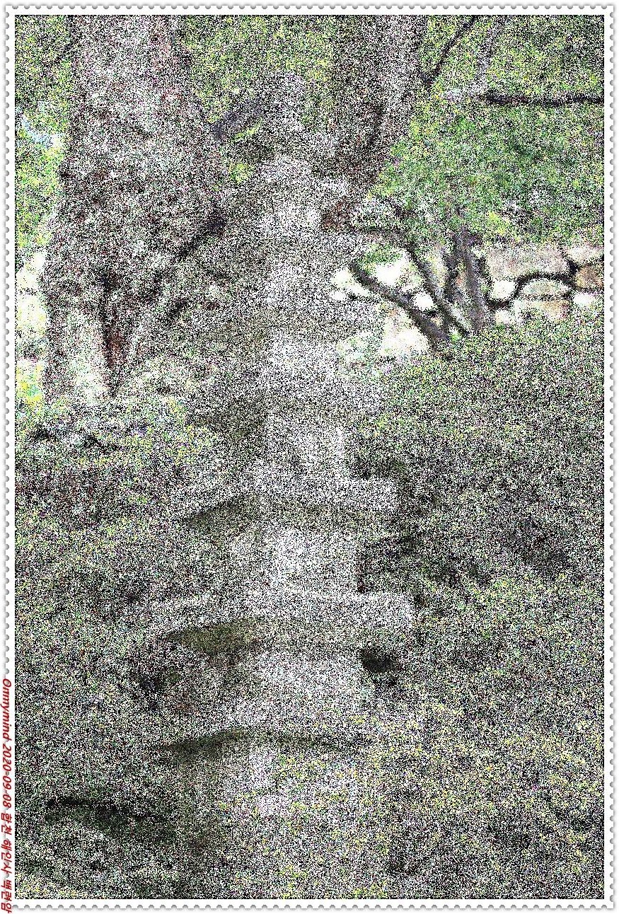 합천 해인사 백련암