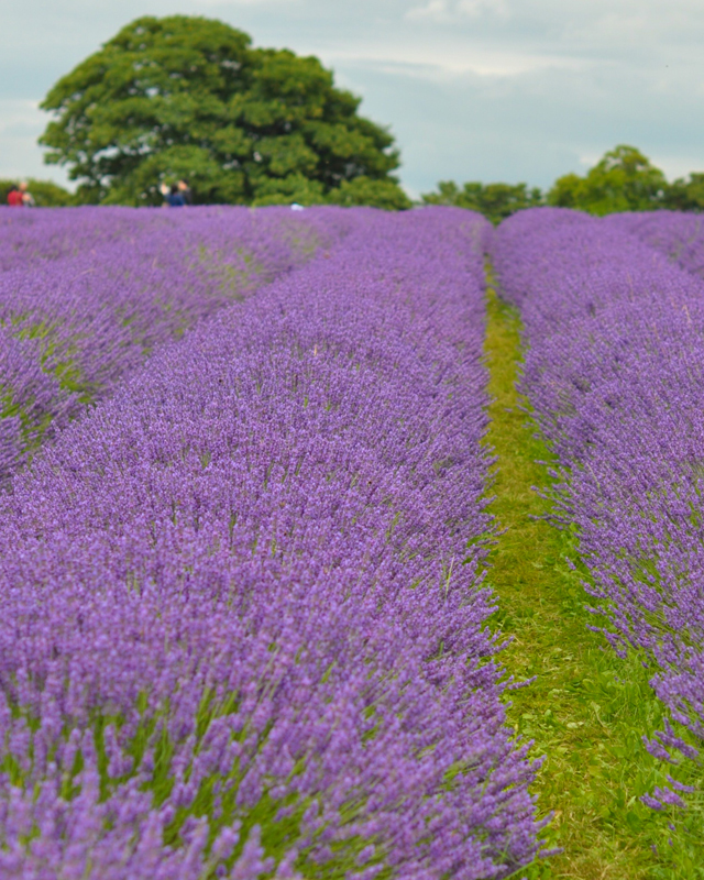 Discovered A Lavish Lavender photographer's paradise in England